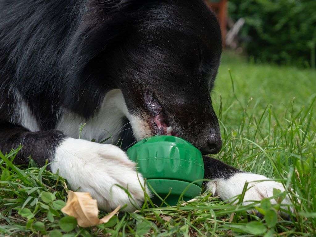 boldog-kutya-jatszik