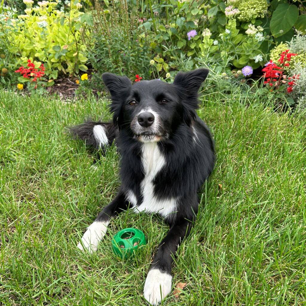 boldog-kutya-betoltheto-kutyajatekkal