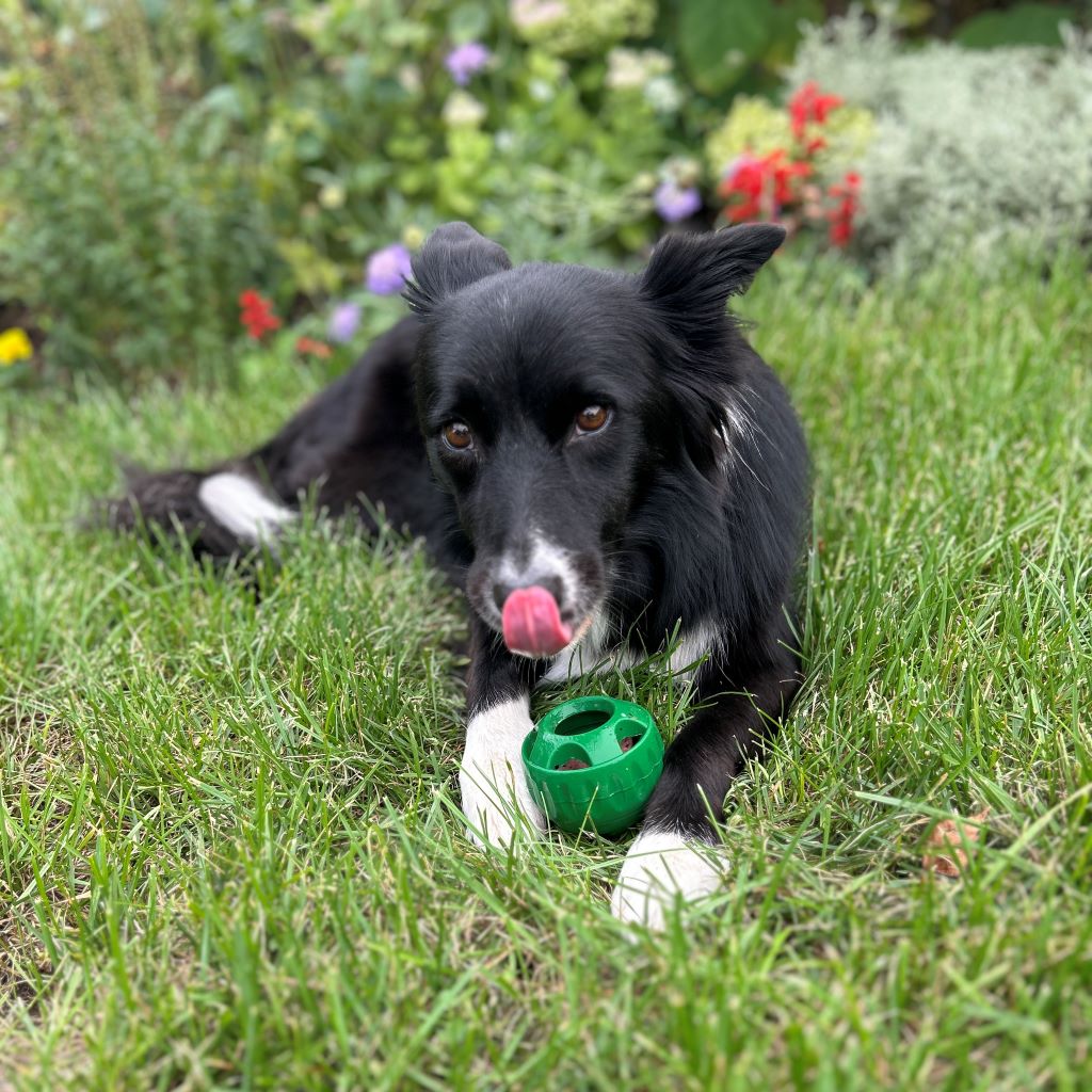 betoltheto-kutyajatek-forrosag